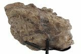 Dinosaur (Triceratops) Frill Shield Section w/ Stand - South Dakota #383236-2